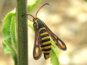 Bembecia psoraleae Bartsch & Bettag adulte - �Ruben Meert