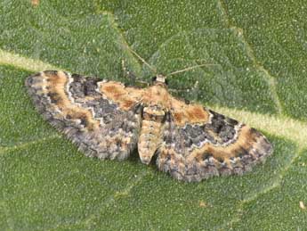 Eupithecia pulchellata Stph. adulte - �Philippe Mothiron