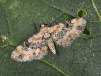Eupithecia pulchellata Stph. adulte - �Philippe Mothiron