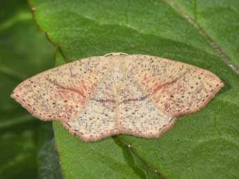 Cyclophora punctaria L. adulte - �Philippe Mothiron