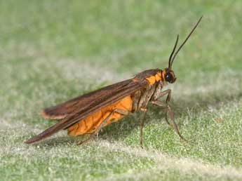 Dysauxes famula Frr adulte - �Philippe Mothiron