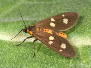 Dysauxes famula Frr adulte - �Philippe Mothiron