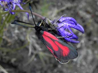Zygaena purpuralis Br�nn. adulte - �Philippe Mothiron