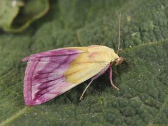 Eublemma purpurina D. & S. adulte - �Philippe Mothiron