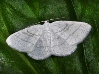 Cabera pusaria L. adulte - �Philippe Mothiron