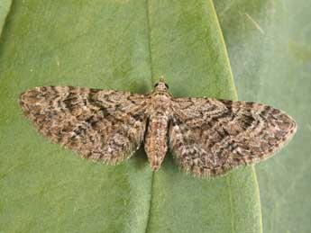 Eupithecia pusillata D. & S. adulte - �Philippe Mothiron
