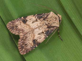 Agrotis puta Hb. adulte - �Philippe Mothiron