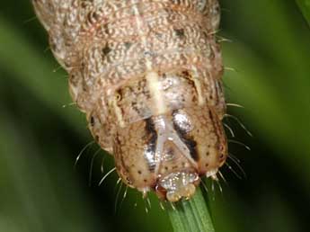  Chenille de Leucania putrescens Hb. - �Wolfgang Wagner, www.pyrgus.de