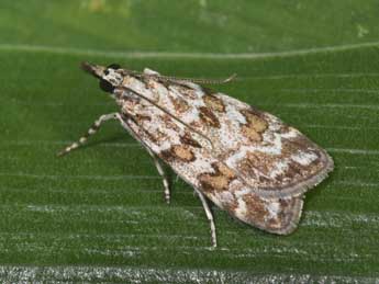 Scoparia pyralella D. & S. adulte - �Philippe Mothiron
