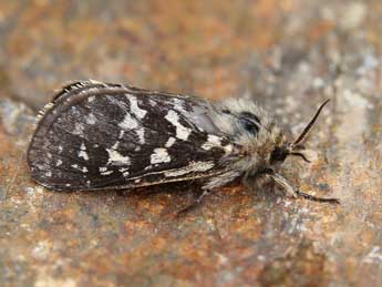 Pharmacis pyrenaica Donz. adulte - �Lionel Taurand