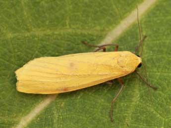 Lithosia quadra L. adulte - �Daniel Morel