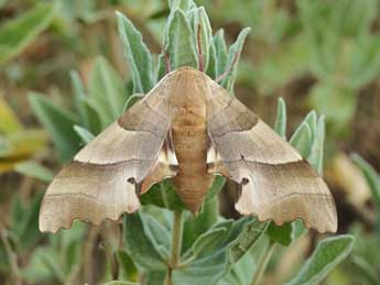 Marumba quercus D. & S. adulte - �Lionel Taurand