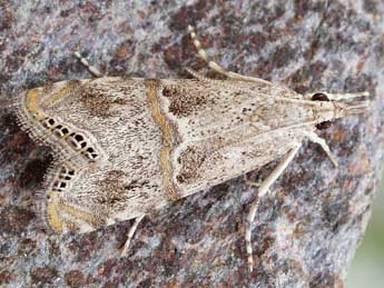 Euchromius ramburiellus Dup. adulte - �Friedmar Graf