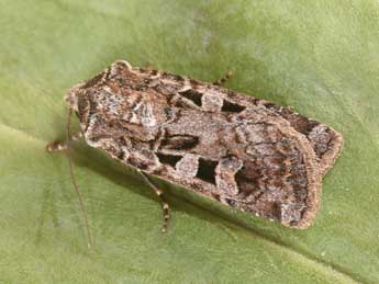 Euxoa recussa Hb. adulte - �Philippe Mothiron