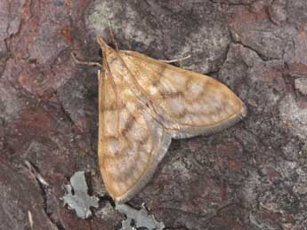 Paracorsia repandalis D. & S. adulte - �Philippe Mothiron