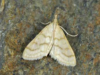 Paracorsia repandalis D. & S. adulte - �Lionel Taurand