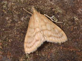 Paracorsia repandalis D. & S. adulte - �Philippe Mothiron