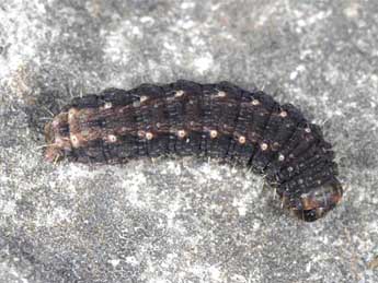  Chenille de Hoplodrina respersa D. & S. - �Wolfgang Wagner, www.pyrgus.de