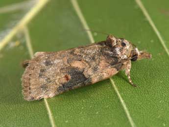 Nycteola revayana Scop. adulte - �Philippe Mothiron