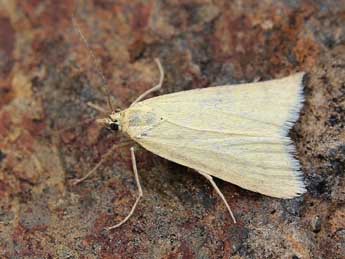 Udea rhododendronalis Dup. adulte - �Lionel Taurand