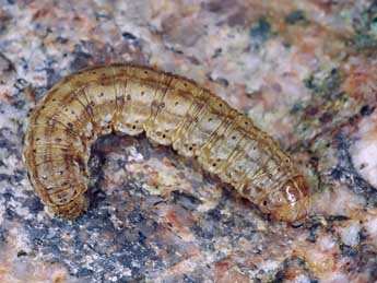  Chenille de Agrotis ripae Hb. - �Kimmo Silvonen