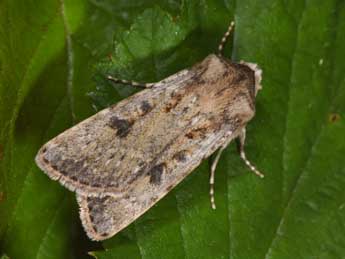 Agrotis ripae Hb. adulte - �Philippe Mothiron
