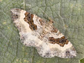 Epirrhoe rivata Hb. adulte - �Philippe Mothiron