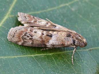 Phycita roborella D. & S. adulte - �Lionel Taurand