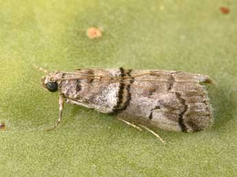 Acrobasis romanella Mill. adulte - �Philippe Mothiron