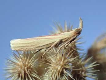 Hypsotropa gallohispanicella Lrt adulte - �Tristan Lafranchis