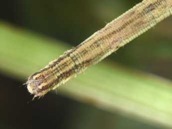  Chenille de Scopula rubiginata Hfn. - �Philippe Mothiron