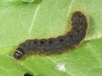  Chenille de Conistra rubiginea D. & S. - �Philippe Mothiron