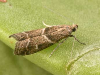 Nyctegretis ruminella Lah. adulte - �Philippe Mothiron