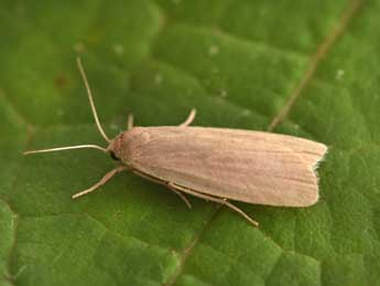 Pseudokatha rungsi Toulgo�t adulte - �Philippe Mothiron