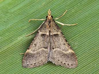 Stemmatophora rungsi Lrt adulte - �Lionel Taurand