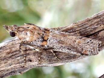 Gymnancyla ruscinonella Rag. adulte - �Friedmar Graf