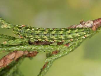  Chenille de Epilobophora sabinata Gey. - �Heiner Ziegler