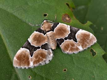 Gagitodes sagittata F. adulte - �Philippe Mothiron