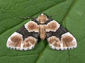 Gagitodes sagittata F. adulte - �Philippe Mothiron