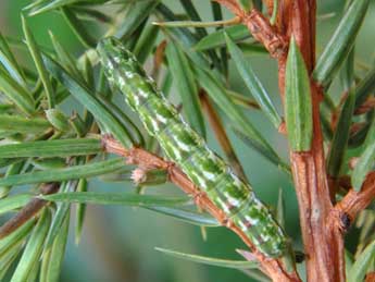  Chenille de Ekboarmia sagnesi Dufay - �Claude Colomb