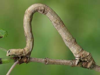  Chenille de Ourapteryx sambucaria L. - �Jeroen Voogd