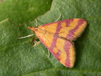 Pyrausta sanguinalis L. adulte - �Philippe Mothiron