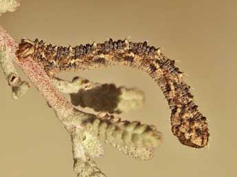  Chenille de Eupithecia santolinata Mab. - �Lionel Taurand