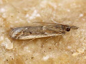 Ancylosis sareptalla H.-S. adulte - �Lionel Taurand