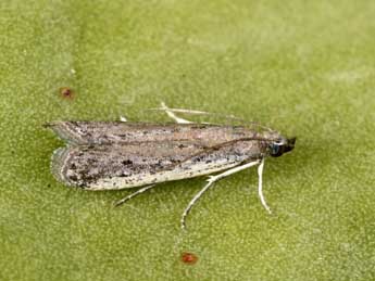 Phycitodes saxicola Vaughan adulte - �Philippe Mothiron