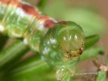  Chenille de Eupithecia scopariata Rbr - �Philippe Mothiron