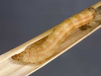  Chenille de Mesapamea secalella Remm - �Kimmo Silvonen