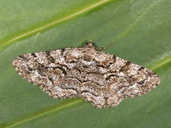 Peribatodes secundaria D. & S. adulte - �Philippe Mothiron