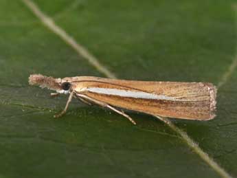 Agriphila selasella Hb. adulte - �Philippe Mothiron