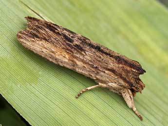 Lithophane semibrunnea Hw. adulte - �Lionel Taurand